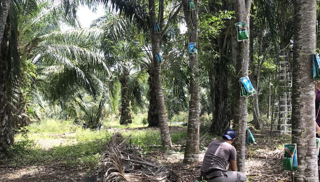 Treasure found in oil palm plantation - Agarwood Malaysia