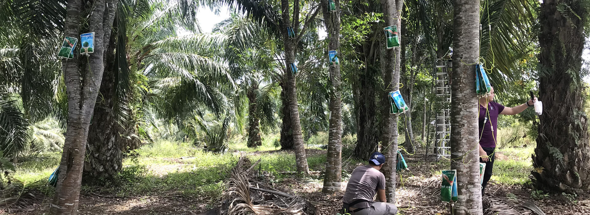 Treasure found in oil palm plantation - Agarwood Malaysia