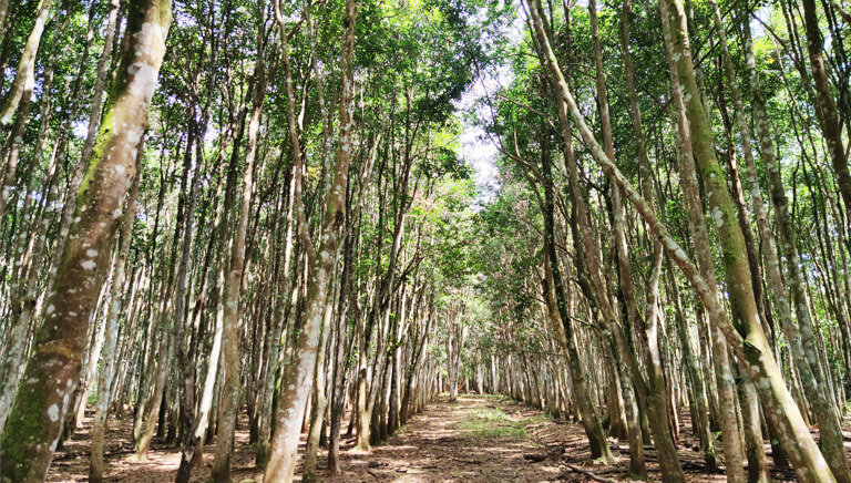 New Milestones With 2000 Aquilaria Trees Ongoing Inoculation