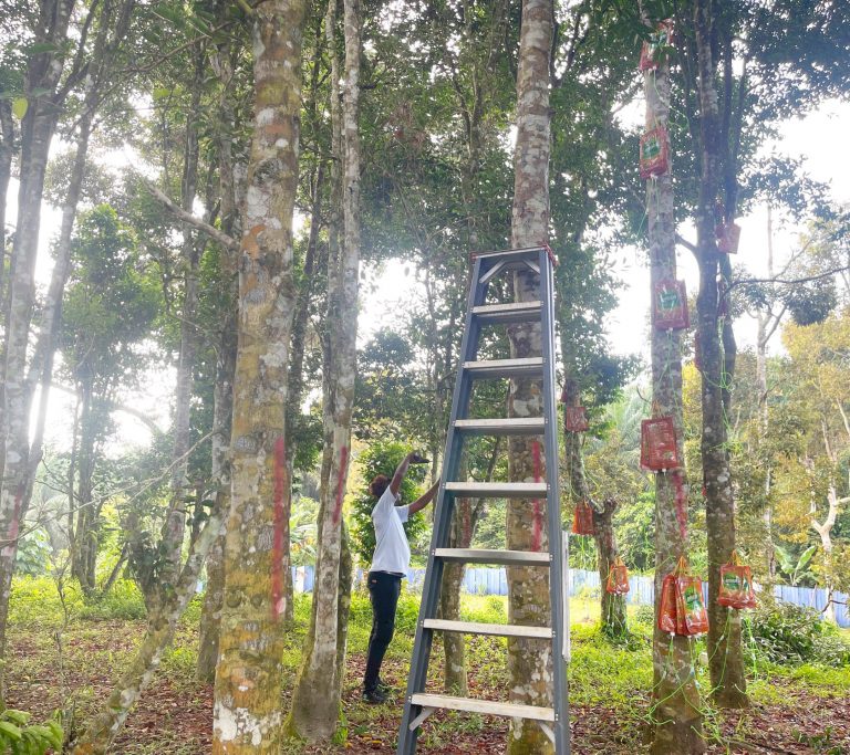 malacca-agarwood-inoculation-process