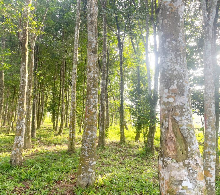 malacca-agarwood-plantation