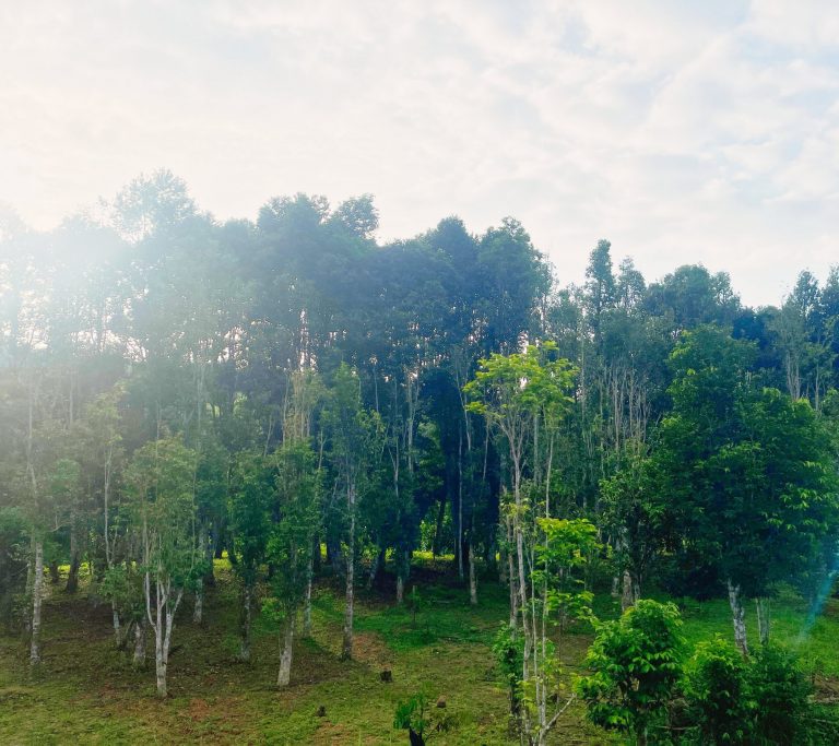 malacca-agarwood-view