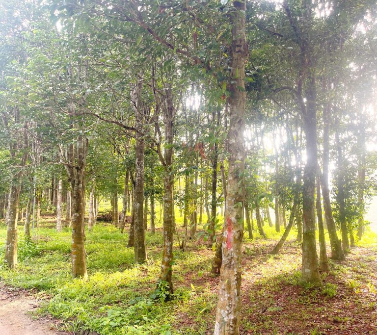 malacca-malaysia-agarwood